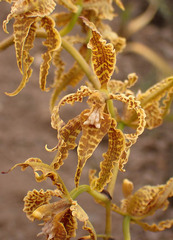 Cyrtochilum