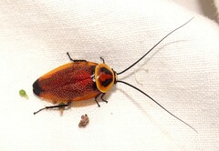 Ellipsidion reticulatum