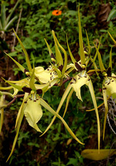 Brassia