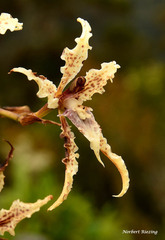 Cyrtochilum