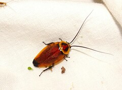 Ellipsidion reticulatum