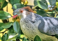 Lopholaimus antarcticus