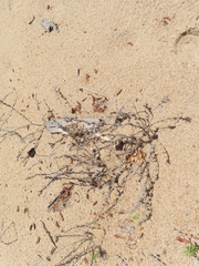 Cycloloma atriplicifolium