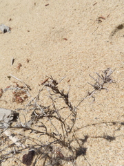 Cycloloma atriplicifolium