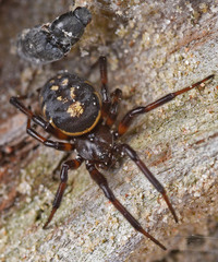 Steatoda albomaculata
