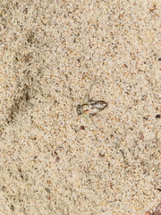 Diceroprocta vitripennis