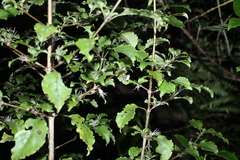 Coprosma tenuifolia
