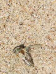 Diceroprocta vitripennis