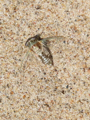 Diceroprocta vitripennis