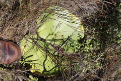 Haemanthus sanguineus