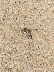 Diceroprocta vitripennis