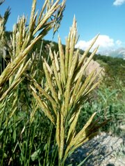 Brachypodium