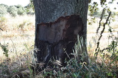 Quercus × avellaniformis