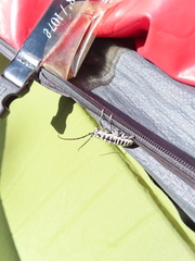 Plectrodera scalator