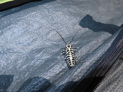 Plectrodera scalator