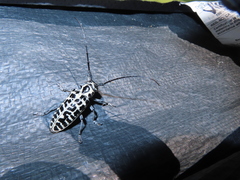 Plectrodera scalator