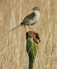 Cisticola