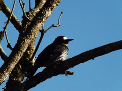 Melanerpes formicivorus