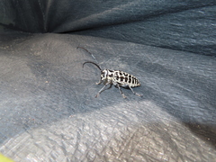 Plectrodera scalator