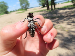 Plectrodera scalator