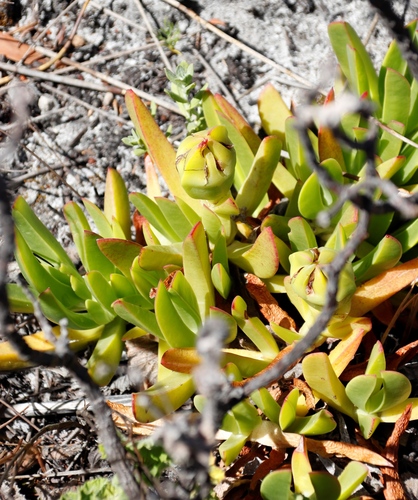 Mesembryanthemum acinaciforme L. 4