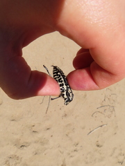 Plectrodera scalator