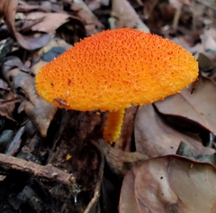 Agaricus crocopeplus