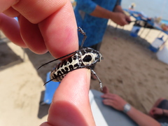 Plectrodera scalator