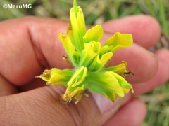 Castilleja madrigalii