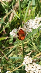 Lycaena 'canterbury common copper'