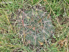 Ferocactus macrodiscus