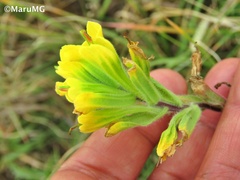 Castilleja madrigalii