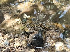 Periophthalmus argentilineatus