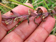 Castilleja madrigalii