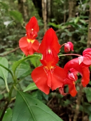 Impatiens phoenicea