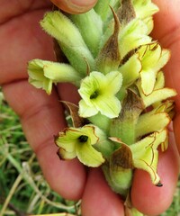 Dichromanthus michuacanus