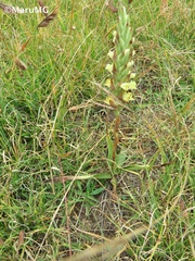 Dichromanthus michuacanus