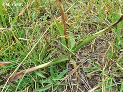 Dichromanthus michuacanus