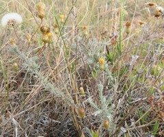 Leysera gnaphalodes