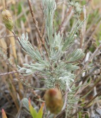 Leysera gnaphalodes