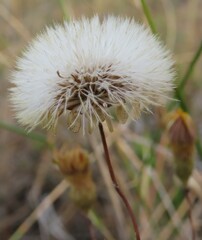 Leysera gnaphalodes