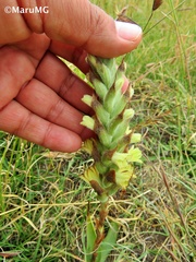Dichromanthus michuacanus