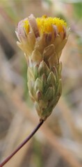 Leysera gnaphalodes