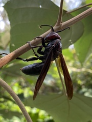 Polistes gigas