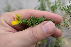 Adenocarpus telonensis