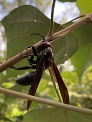 Polistes gigas