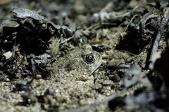 Anaxyrus californicus