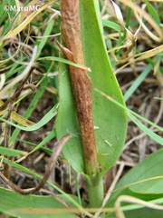 Dichromanthus michuacanus