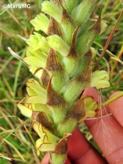 Dichromanthus michuacanus