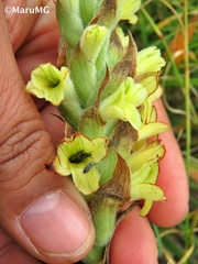 Dichromanthus michuacanus